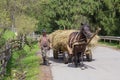 Synevyrska Polyana, Ukraine - April 21, 2016: Farmer leads a horse-drawn wagon Royalty Free Stock Photo