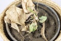 Syngonium dead plant regrowing shoot new leaves isolated on white background Royalty Free Stock Photo