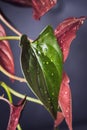 Syngonium erythrophyllum `red arrow` houseplant Royalty Free Stock Photo