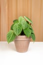 Syngonium Frosted Heartin in brown ceramic pot  on a fabric curtains background. Royalty Free Stock Photo