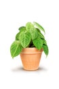 Syngonium Frosted Heartin in brown ceramic pot  on white background. Royalty Free Stock Photo