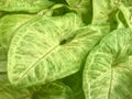 Syngonium Golden Allusion. Elite foliage. Royalty Free Stock Photo