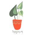 Syngonium. House plant in a clay pot