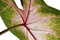 Syngonium leaf, close-up Royalty Free Stock Photo