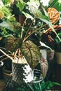 Syngonium leaf close up at home. Indoor gardening. Hobby. Green houseplants. Modern room decor, interior.