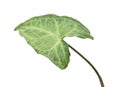 Syngonium leaf, isolated Royalty Free Stock Photo