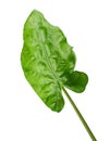 Syngonium leaf, isolated Royalty Free Stock Photo
