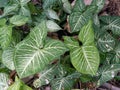 syngonium leaf Royalty Free Stock Photo