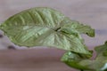 Syngonium light green color leaf closeup Royalty Free Stock Photo