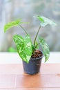 Syngonium panda galaxy in the pot Royalty Free Stock Photo