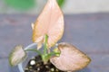Syngonium pink Orm Nak mutation baby plant