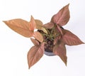 Syngonium Pink Splash flower. Leaves plant.