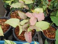 Syngonium pink spot. Pink, light green leaves, arrow-shaped leaves can be propagated by separating shoots.