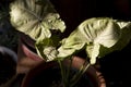 Syngonium plant leaves closeup view