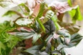 Syngonium Plant mix with Pink Leaves Variegation