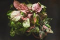 Syngonium Plant mix with Pink Leaves Variegation