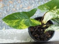 Syngonium plant in pot decorate Royalty Free Stock Photo