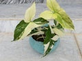 Syngonium Podophyllum Albo Variegated plant in a sky blue planter Royalty Free Stock Photo