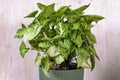 Syngonium podophyllum. houseplant with yellow stripes on green leaves