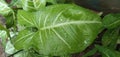 Syngonium podophyllum garden leaf Rain water above the leaf.