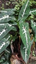 Syngonium wendlandii Leaves in the garden