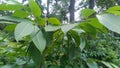 Holarrhena pubescens Kuda, Tellichery bark Fruiting twig