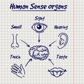 Synopsis of human sense organs sketch