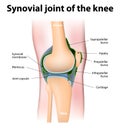 Synovial bursa of the human knee Royalty Free Stock Photo