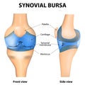 Synovial bursa Royalty Free Stock Photo