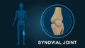 Synovial Joints or Knee joint of human