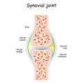 Synovial joint anatomy Royalty Free Stock Photo