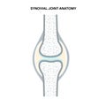 Synovial joint poster Royalty Free Stock Photo