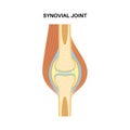 Synovial joint poster Royalty Free Stock Photo