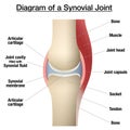 Synovial Joint Capsule Bones Chart