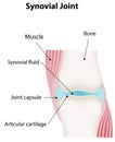 Synovial Joint Diagram Labeled Royalty Free Stock Photo