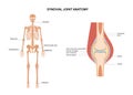 Synovial joint poster Royalty Free Stock Photo