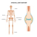 Synovial joint poster Royalty Free Stock Photo