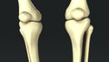 Synovial Joints Royalty Free Stock Photo