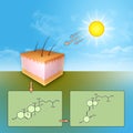 Vitamin D synthesis