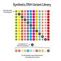 Synthetic DNA Variant Library Visual Concept Vector Royalty Free Stock Photo
