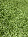 synthetic grass Royalty Free Stock Photo