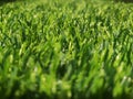 Synthetic grass from used plastic materials