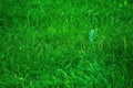 Synthetic green grass texture with blur park background. Close-up of fresh grass on the field, selective focus Royalty Free Stock Photo