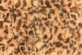 Highly intricate background texture that mimics the appearance of leopard fur.