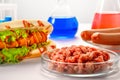 .Synthetic meat production. Checking the product for suitability in the laboratory. Artificial meat is the food of the future. Royalty Free Stock Photo