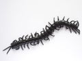 Synthetic rubber centipede