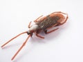 Synthetic rubber cockroach