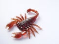 Synthetic rubber scorpion Royalty Free Stock Photo