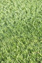 Synthetical and artificial green plastic lawn background Royalty Free Stock Photo