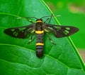 Handmaiden moth in leaf